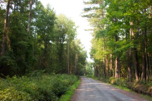 Loblolly pines are a familiar sight in Mathews